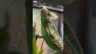 Sweet Chameleon Pascal drinks water [upl. by Donahue]