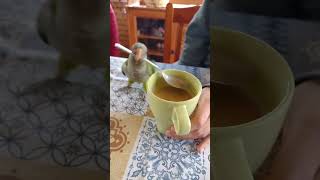 Funniest Parrot Moments That Will Make You Laugh Out Loud birds [upl. by Boothe]