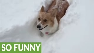 Tiny corgi legs not long enough for deep snow [upl. by Dleifrag]