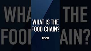 Understanding the Food Chain [upl. by Thorsten]