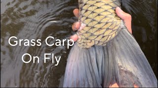 Fly Fishing For Grass Carp [upl. by Dowzall]