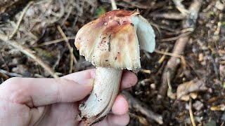 4K Amanita rubescens Mushroom Identification [upl. by Castora200]