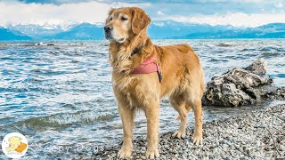 Cure Separation Anxiety with Dog Music🐶🌊 Relaxing Pet Music amp Ocean Sounds [upl. by Iliam]