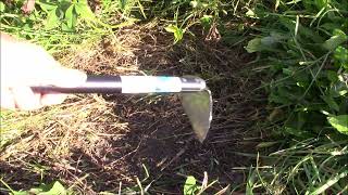 CLOVER Cover Crop Removal Improve your Garden Soil [upl. by Musetta]