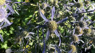 Eryngium planum sea holly [upl. by Heidt]