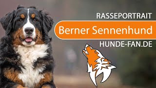 ► Berner Sennenhund 2018 Rasse Aussehen amp Charakter [upl. by Ilene]