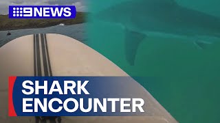 Surfer recounts scary encounter with fivemetre great white  9 News Australia [upl. by Skyla]