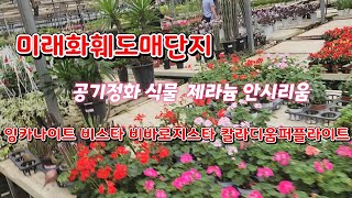 🪴🌴제라늄공기정화식물식물쇼핑은 미래화훼도매단지 🌷🌼미래화훼도매단지식쇼핑공기정화식물힐링라푼젤다육 [upl. by Razaele]