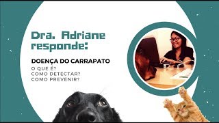 Saiba tudo sobre a doença do carrapato em cães  PARTE 1 [upl. by Delija]