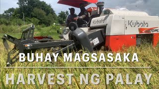 Buhay Nagsasaka farming fishing [upl. by Enaywd]