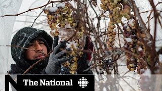 Can the US overtake Canadas dominance in the ice wine industry [upl. by Llehcor24]