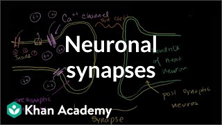 Neuronal synapses chemical  Human anatomy and physiology  Health amp Medicine  Khan Academy [upl. by Ttreve846]