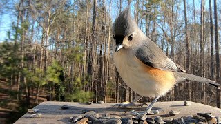 Tufted Titmouse  Hear their Calls  Watch before your next bird outing [upl. by Seiter]