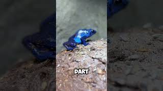 Dont Touch This Frog 😱 shorts frog viral poisonfrog [upl. by Abil]