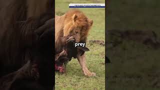 Apex predator on land  Lions  shorts new animals lion leo nature information wildlife [upl. by Lael]