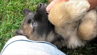 Belgian Tervuren  Tervuerens Valpmys HD [upl. by Sudbury]