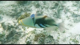 Lagoon Triggerfish pez ballesta Picasso Rhinecanthus aculeatus Maldives [upl. by Abra594]