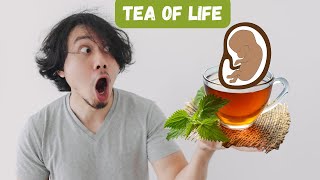 How to Make Miracle Leaf Tea  Miracle Leaf [upl. by Mimi]