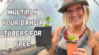 Multiply Your Dahlia Tubers For FREE  VLOG  Whispering Willow Farm [upl. by Donovan]