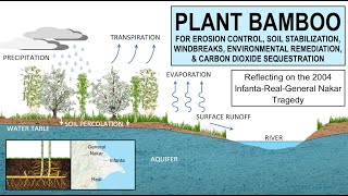 Plant Bamboo for Erosion Control Soil Stabilization Windbreaks Environmental Remediation [upl. by Ecylahs834]