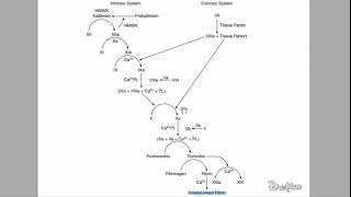 🔴 LEXPLICATION LA PLUS CLAIRE  CASCADE COAGULATION   DR ASTUCE [upl. by Zina]