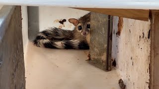 Ringtail Cat Release March 2023 Utah [upl. by Alpheus322]