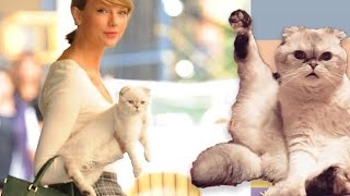 Taylor Swifts cats are being super cute and funny for 6 minutes and 28 second [upl. by Aneram]