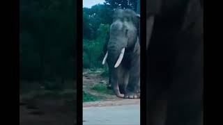 elephante come to crossing the check post Road in Tamil Nadu front of me 🐘🐘🐘👌 [upl. by Garmaise]