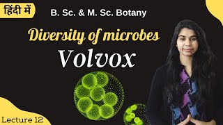 Diversity of microbes  Volvox  in Hindi  Botany  B Sc amp M Sc [upl. by Aciraa199]