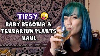 Mini begonia haul  terrarium plants ðŸŒ±  PLANT HAUL [upl. by Zacek]