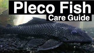 Pleco Fish Care  Plecostomus Catfish [upl. by Hallerson]