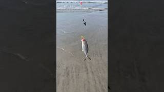 Bluefish fishing fyp viralvideo saltwater [upl. by Hax]