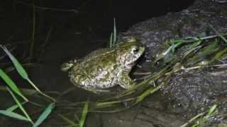 Bufo calamita  Kreuzkröte im Laichgewässer [upl. by Afatsom]