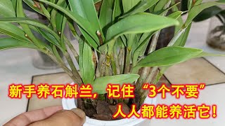 新手养石斛兰，记住“3个不要”，人人都能养活它，挺简单的！（阿涛养花152期） [upl. by Acinnej]