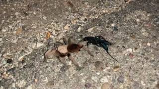 Tarantula vs Tarantula Hawk [upl. by Terrell]