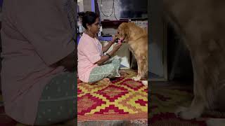 Benji wants to brush his teeth 😅doglover puppy goldenretreiver [upl. by Iblehs]