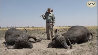 Double Cape Buffalo Hunt in Caprivi  Thormahlen amp Cochran Safaris [upl. by Anerroc]