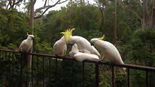 Cockatoos mating suspense and drama during this wild parrots love show [upl. by Bruni]