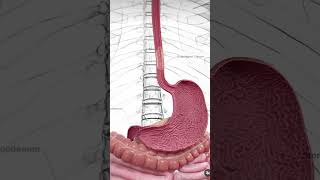 Under standing of esophageal canceranatomy 3d animation biology viralshort [upl. by Nnayrrehs993]