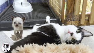 Mu an older cat decides to hug a rescued kitten who is just learning to walk despite his fear [upl. by Eillas441]