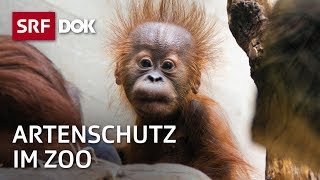 Bedrohte Wildtiere – Artenschutz im Zoo  Fortsetzung folgt  Doku  SRF Dok [upl. by Loleta50]