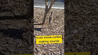 This is What Bush StoneCurlew Sounds When I got Too Closed  Grounddwelling Bird Endemic to AUS [upl. by Viviana]