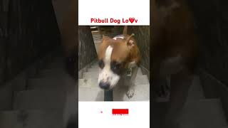 Pitbull dog attack dog pitbull pitbulldog pitbullmom dogbreed pets pitbullsofficial dogtype [upl. by Egan]