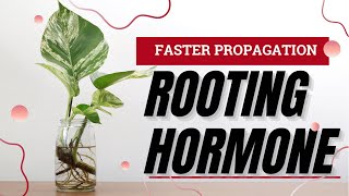 The Complete Guide To Rooting Hormones For Plant Propagation The Science Behind DIY Vs Bottled [upl. by Enamrahc197]