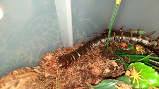 Scolopendra hainanum rehousing [upl. by Redla]