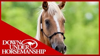 Clinton Anderson Training a Rescue Horse Part 2  Downunder Horsemanship [upl. by Yleen]