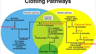 Hematology  Physiology  Part 4 [upl. by Farhi336]