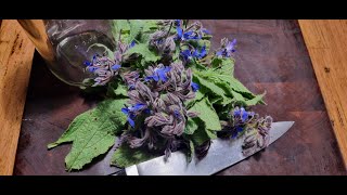 Borage  tincture and oil for skin care [upl. by Girovard554]