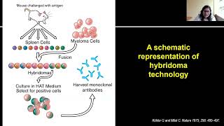 Monoclonal Antibodies and their role in DLBCL Treatment [upl. by Aennaej]