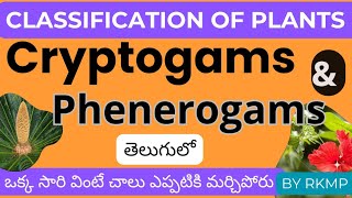 classification of plants telugu cryptogames phenerogams gymnosperms angiosperms csirnetcoaching [upl. by Adirehs429]